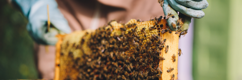 honeybee rack being removed
