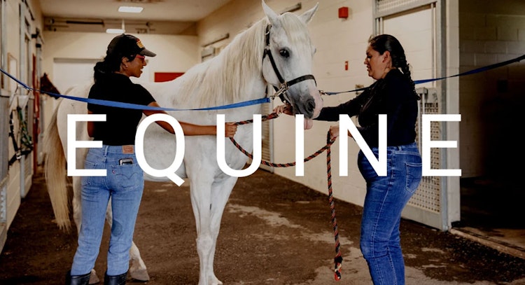 EQUINE overlaid on image of two students working with white horse