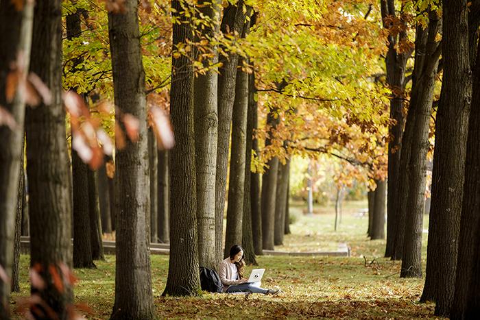 A student sits among a row of trees on campus looking at a laptop.