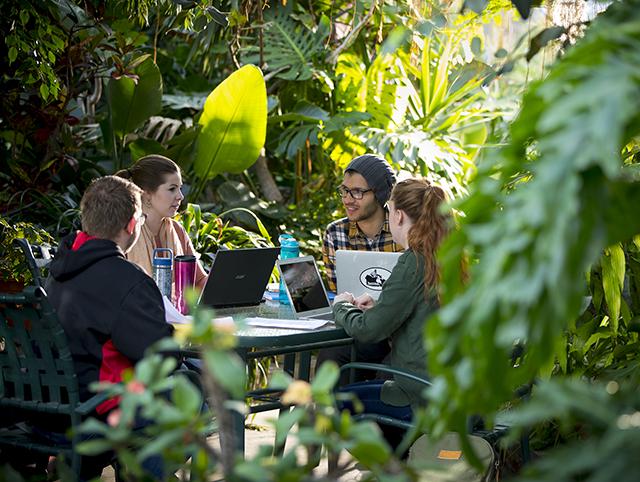 Four students study in a lush green paradise within a U of G greenhouse