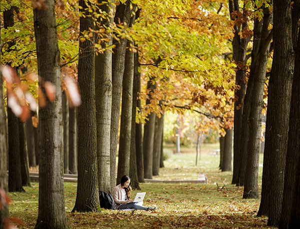 One student studying on a laptop while sitting outdoors on the ground in the campus arboretum.